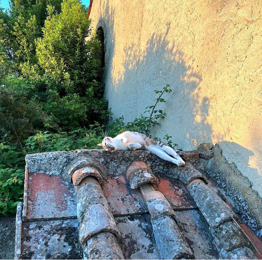 La Volpaia 1521 Villa Barberino Val d'Elsa Ngoại thất bức ảnh
